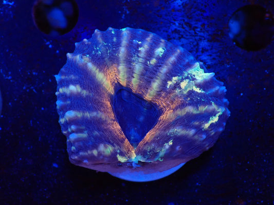 ハナガタサンゴ02