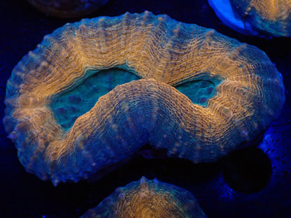 ハナガタサンゴ03