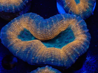 ハナガタサンゴ03