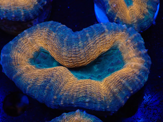 ハナガタサンゴ03