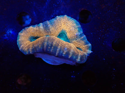 ハナガタサンゴ04