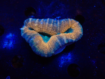 ハナガタサンゴ04