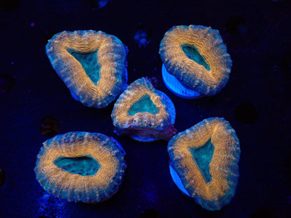 ハナガタサンゴ05