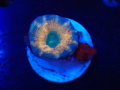 ハナガタサンゴ06