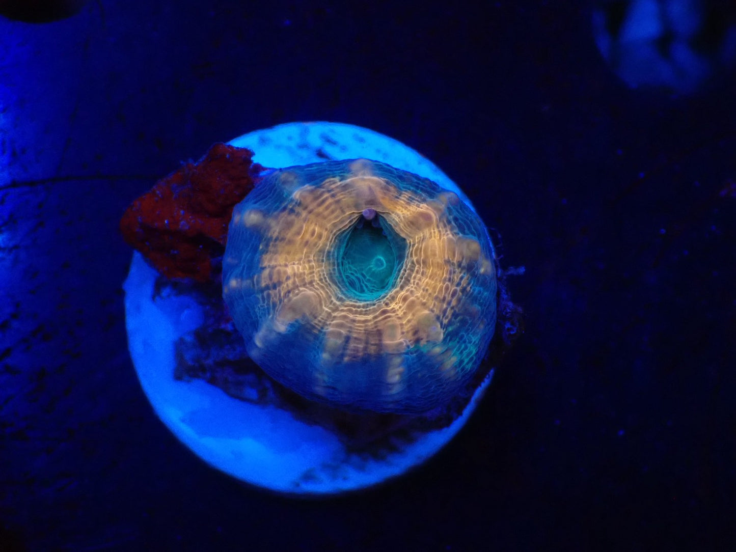 ハナガタサンゴ06