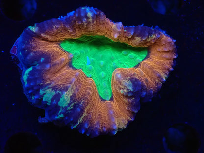 ハナガタサンゴ07