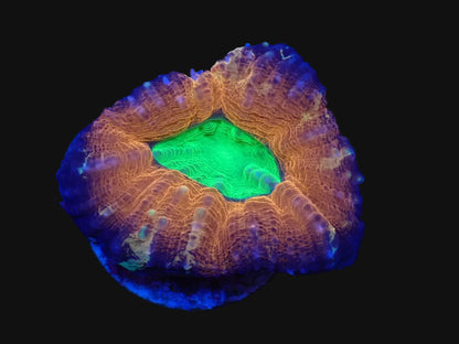 ハナガタサンゴ08