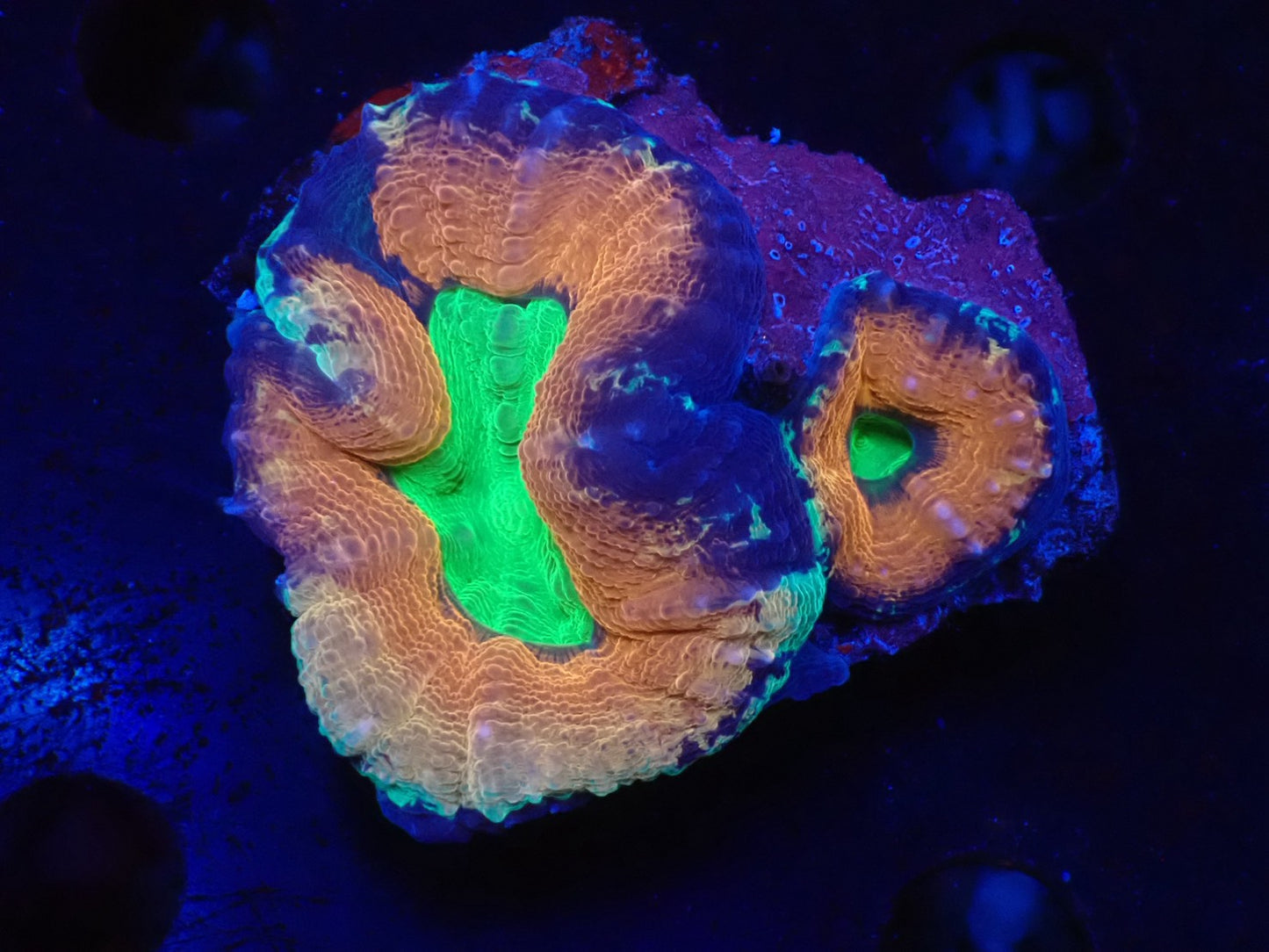 ハナガタサンゴ09