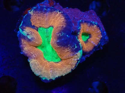 ハナガタサンゴ09