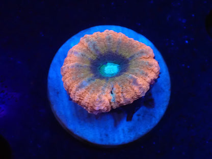 ハナガタサンゴ010