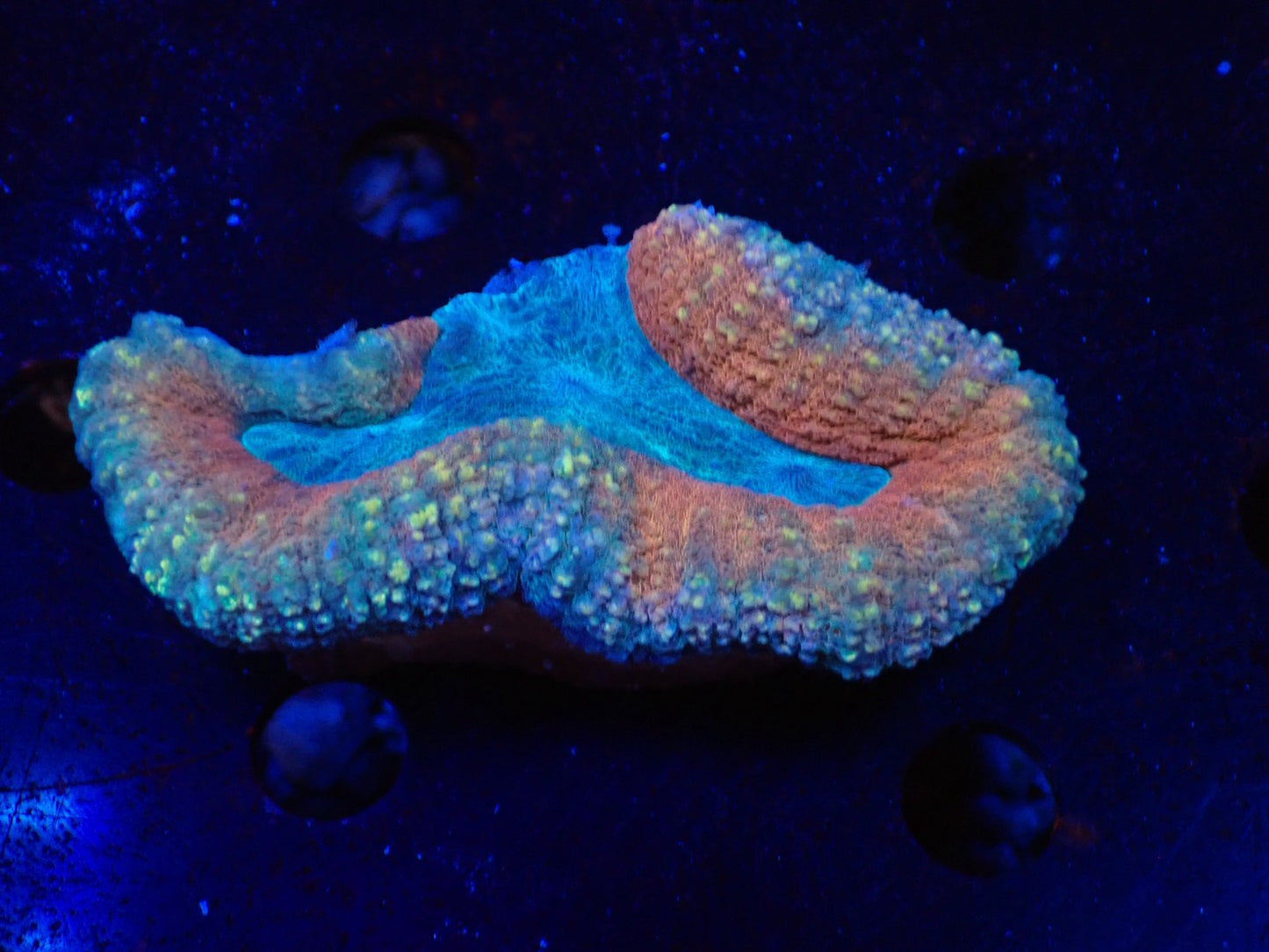 ハナガタサンゴ011