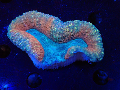 ハナガタサンゴ011