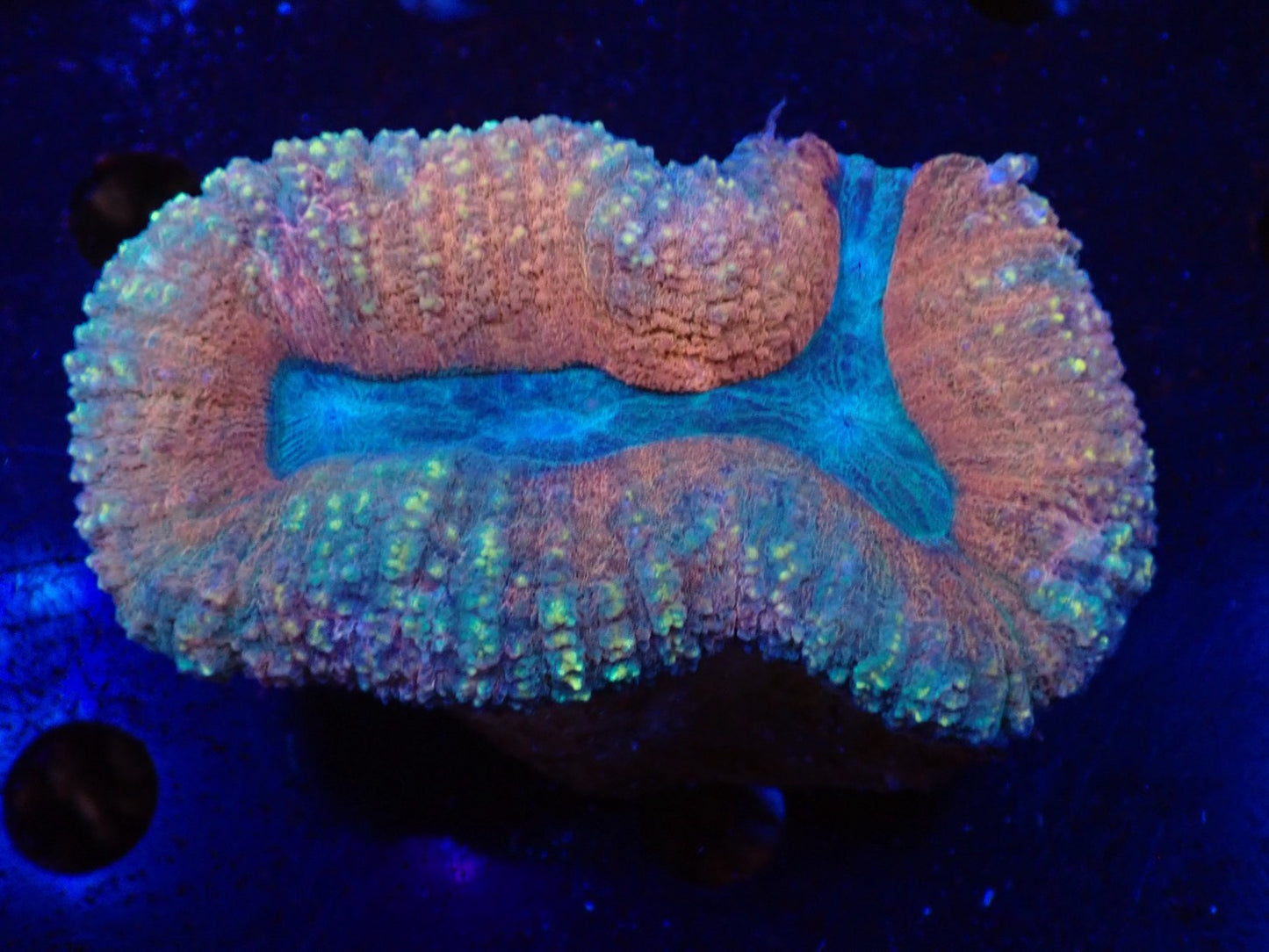 ハナガタサンゴ012