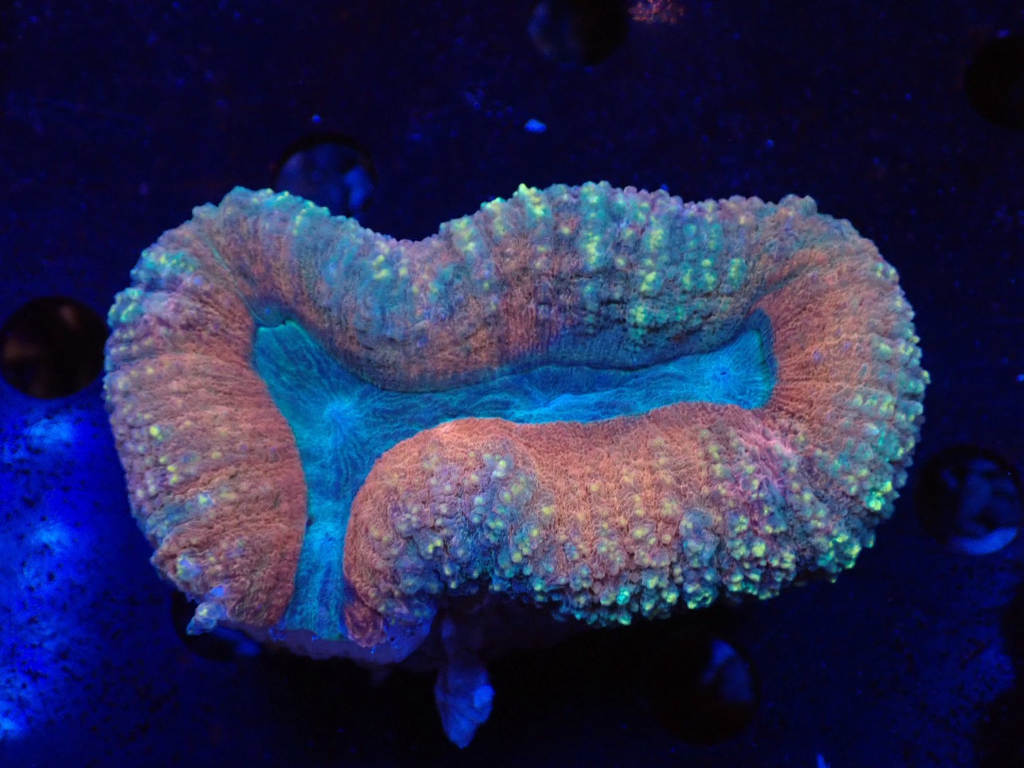 ハナガタサンゴ012