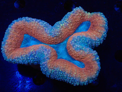 ハナガタサンゴ013