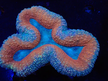 ハナガタサンゴ013