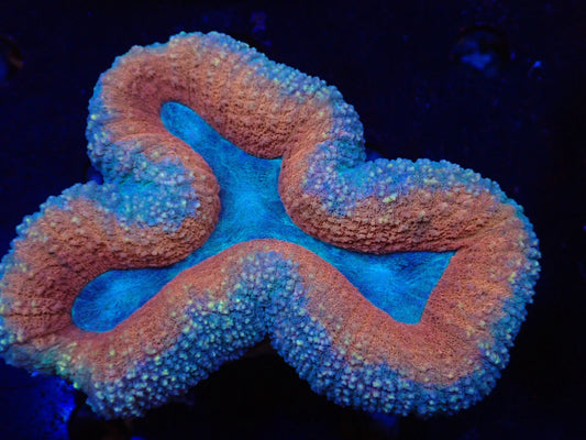 ハナガタサンゴ013