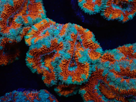 オーストラリア産カクオオトゲキクメイシフラグ01