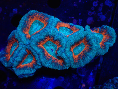 オーストラリア産カクオオトゲキクメイシ024