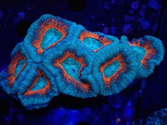 オーストラリア産カクオオトゲキクメイシ024