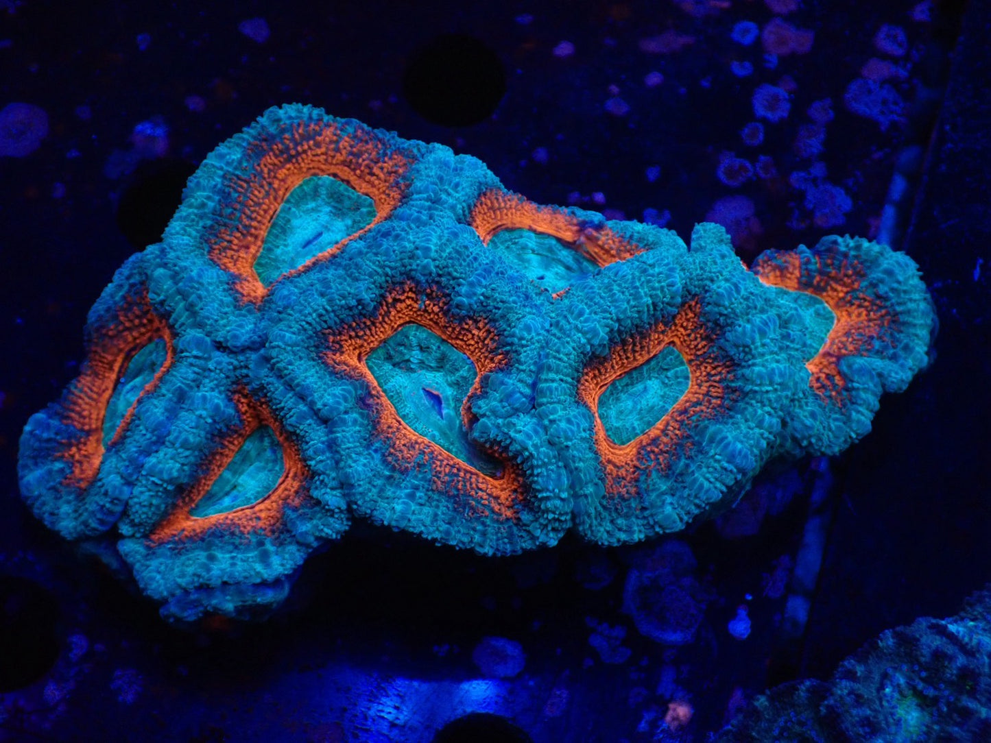 オーストラリア産カクオオトゲキクメイシ024