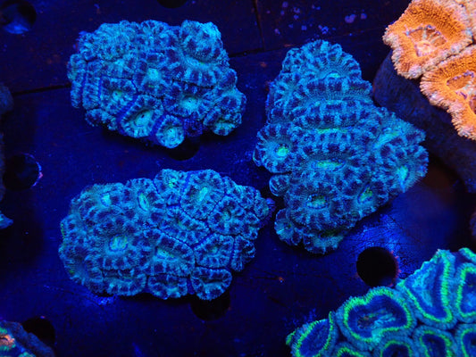 オーストラリア産カクオオトゲキクメイシ025