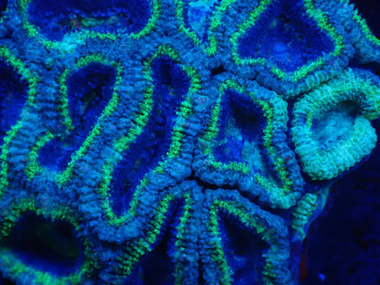 オーストラリア産カクオオトゲキクメイシ026