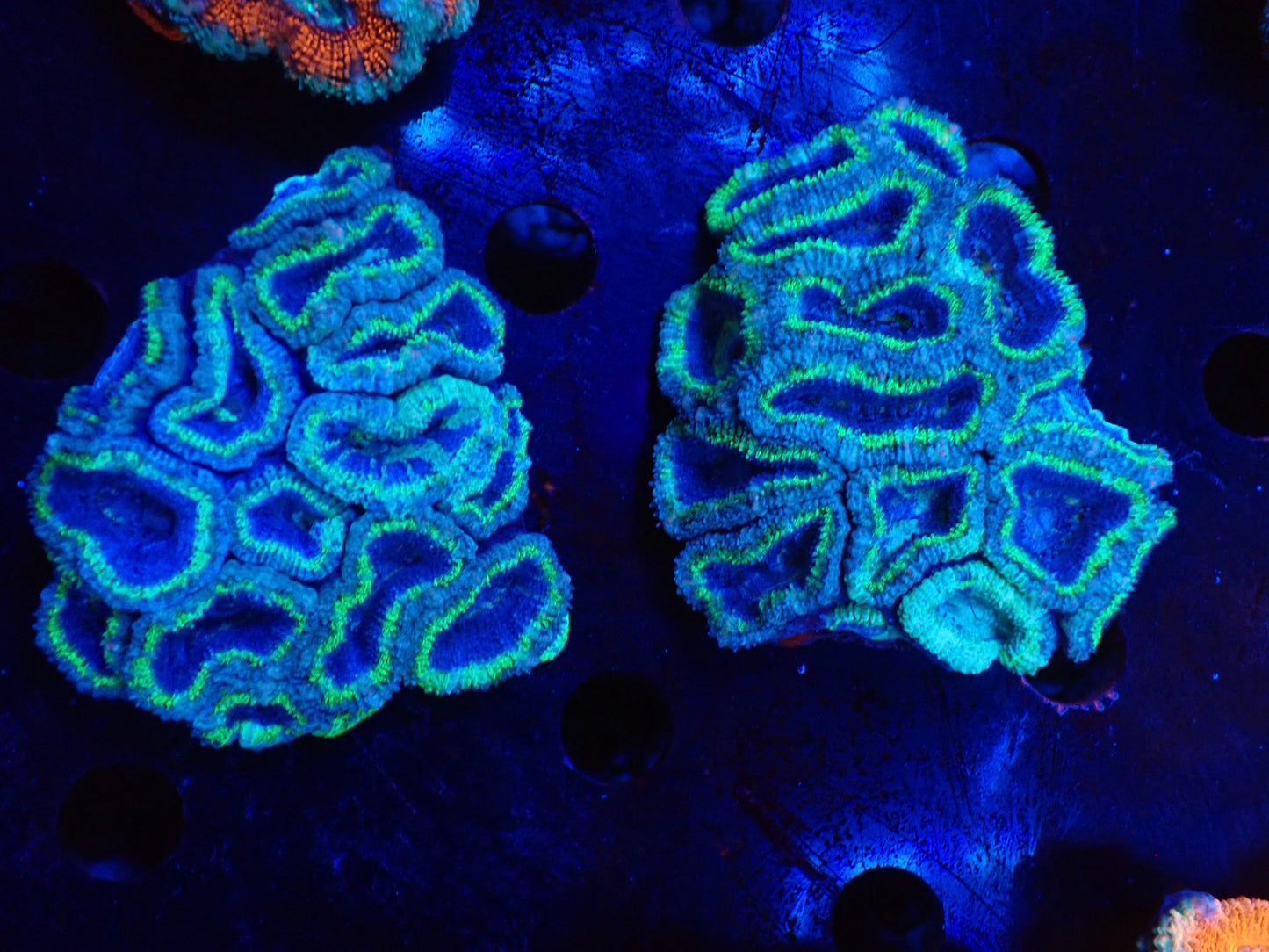 オーストラリア産カクオオトゲキクメイシ026