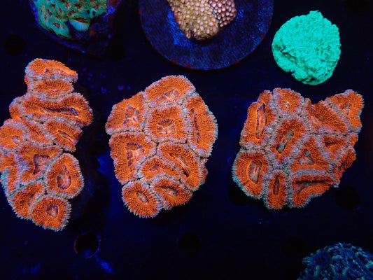 オーストラリア産カクオオトゲキクメイシ027