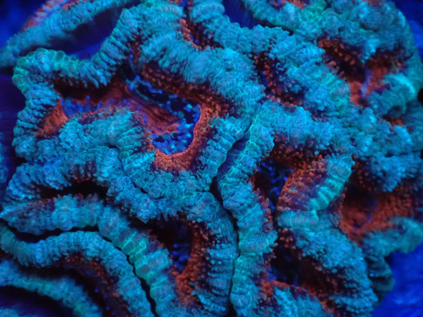 オーストラリア産カクオオトゲキクメイシ010