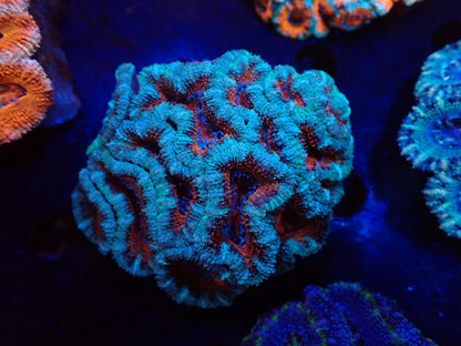 オーストラリア産カクオオトゲキクメイシ010