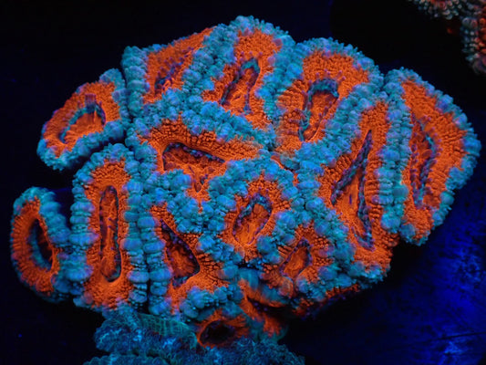 オーストラリア産カクオオトゲキクメイシ02