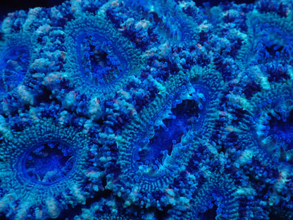 オーストラリア産カクオオトゲキクメイシ07