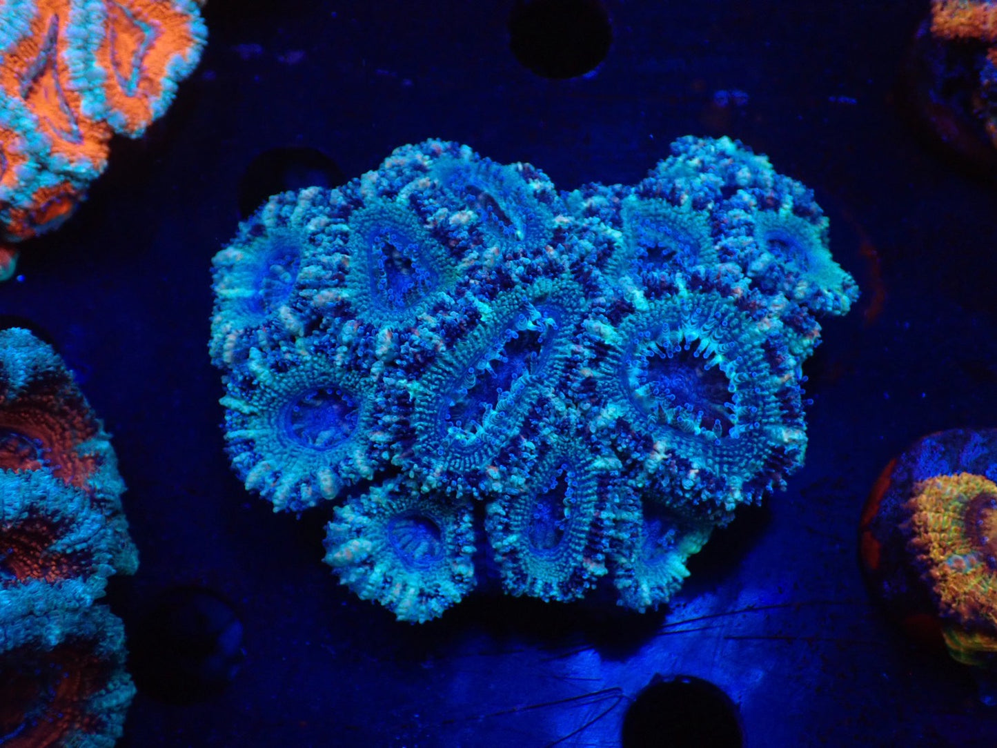 オーストラリア産カクオオトゲキクメイシ07