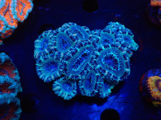 オーストラリア産カクオオトゲキクメイシ07