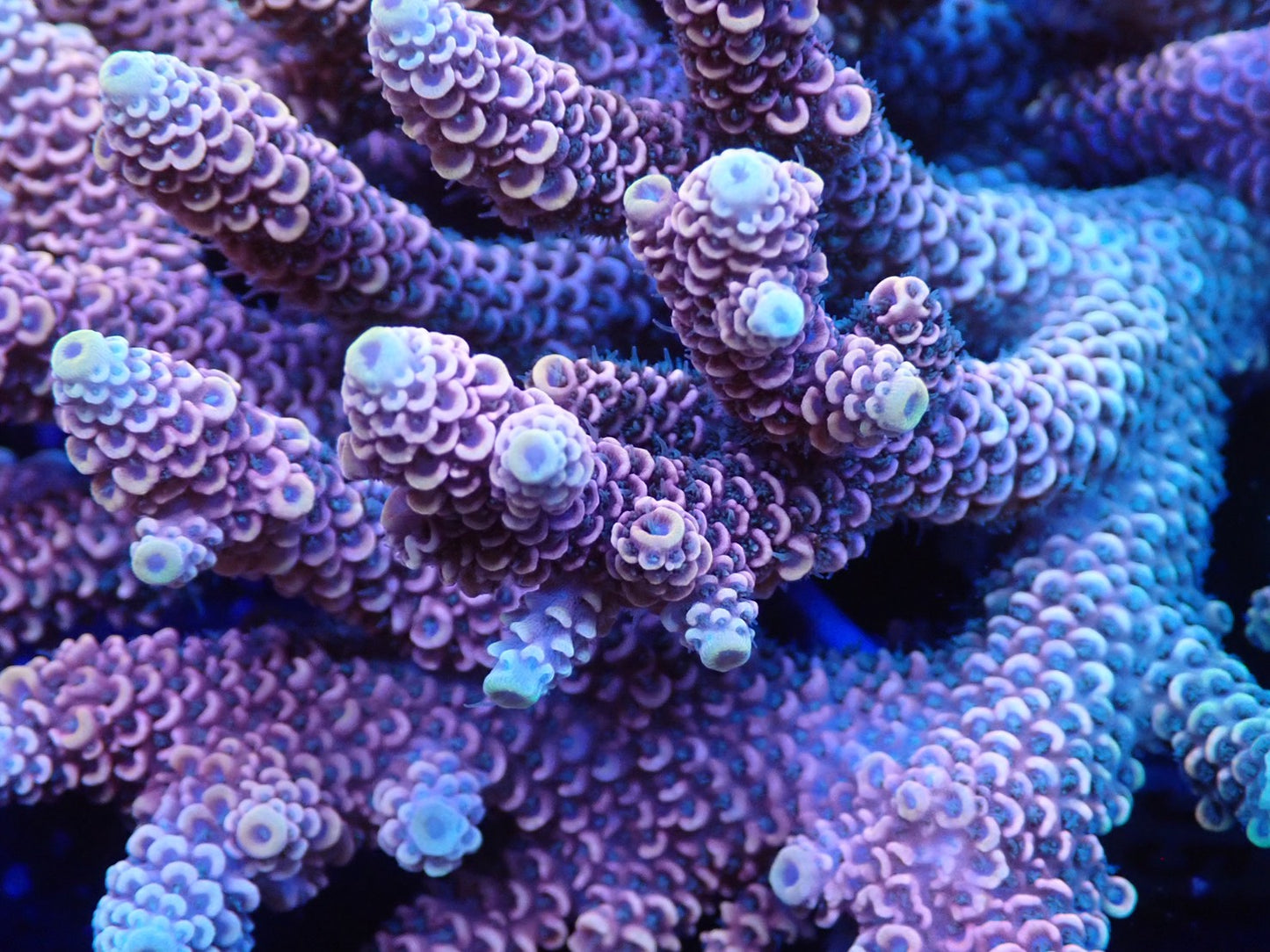 オーストラリア産ミドリイシワイルド02