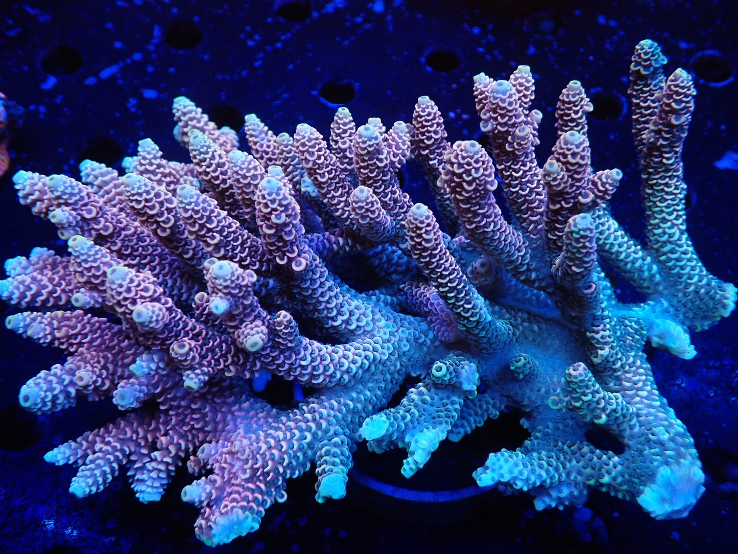 オーストラリア産ミドリイシワイルド02