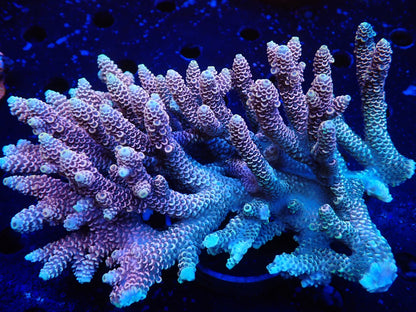 オーストラリア産ミドリイシワイルド02