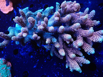 オーストラリア産ミドリイシワイルド02