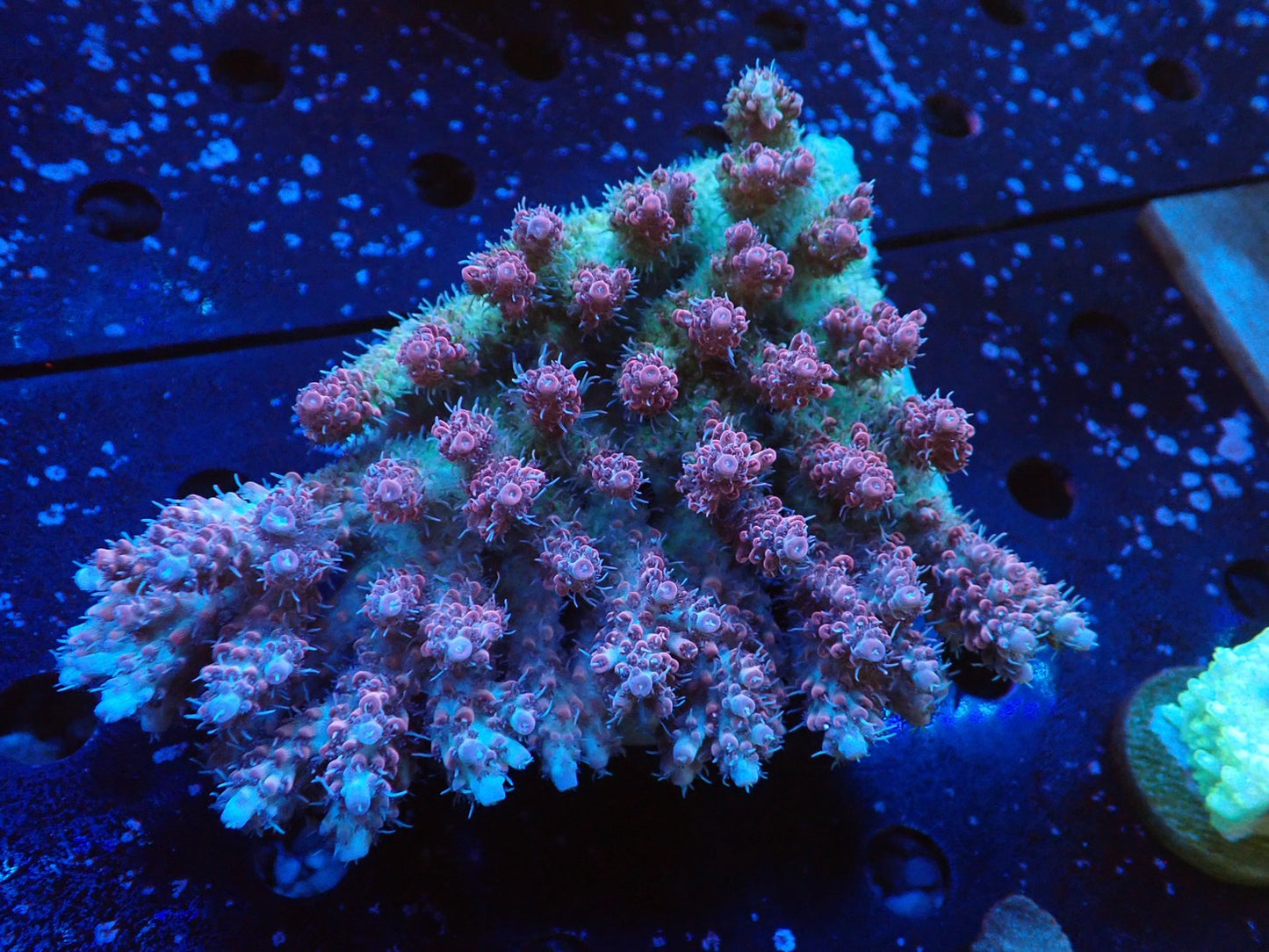 オーストラリア産ミドリイシワイルド01