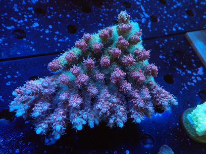 オーストラリア産ミドリイシワイルド01