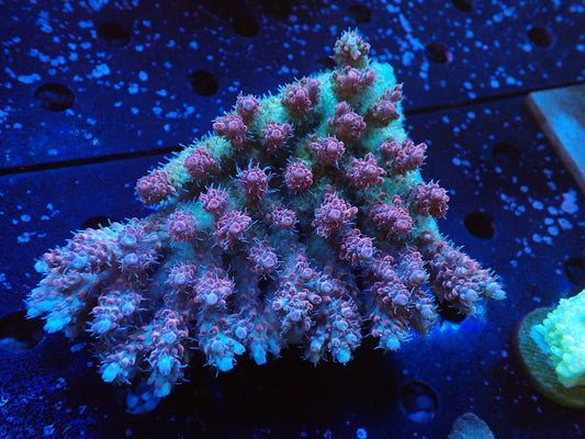 オーストラリア産ミドリイシワイルド01