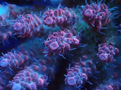 オーストラリア産ミドリイシワイルド01