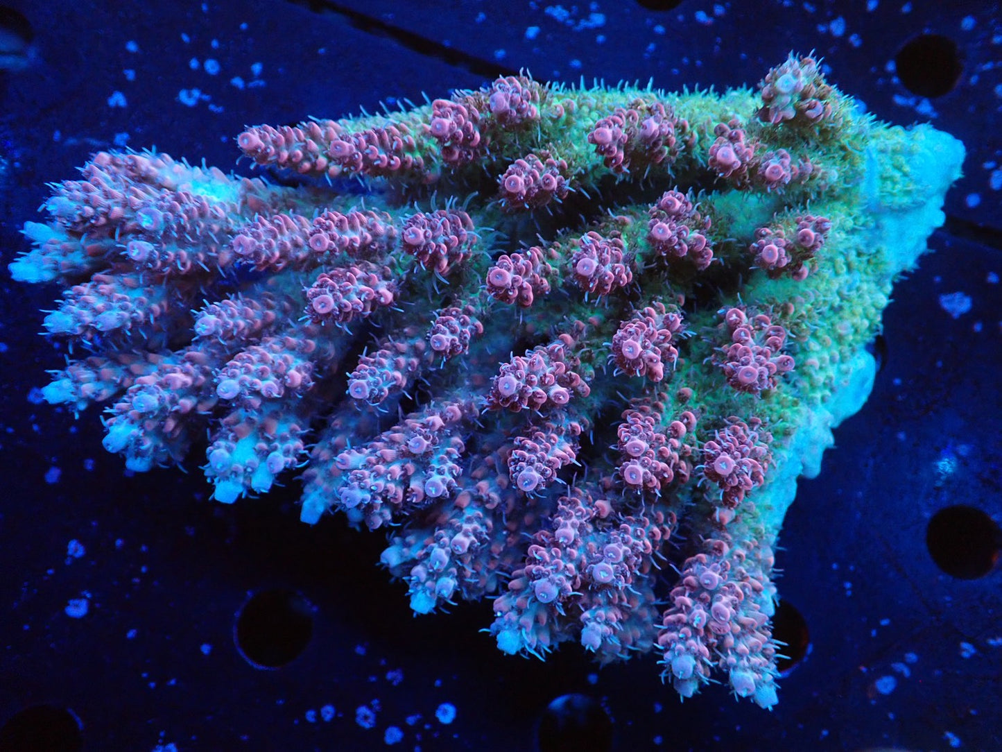 オーストラリア産ミドリイシワイルド01