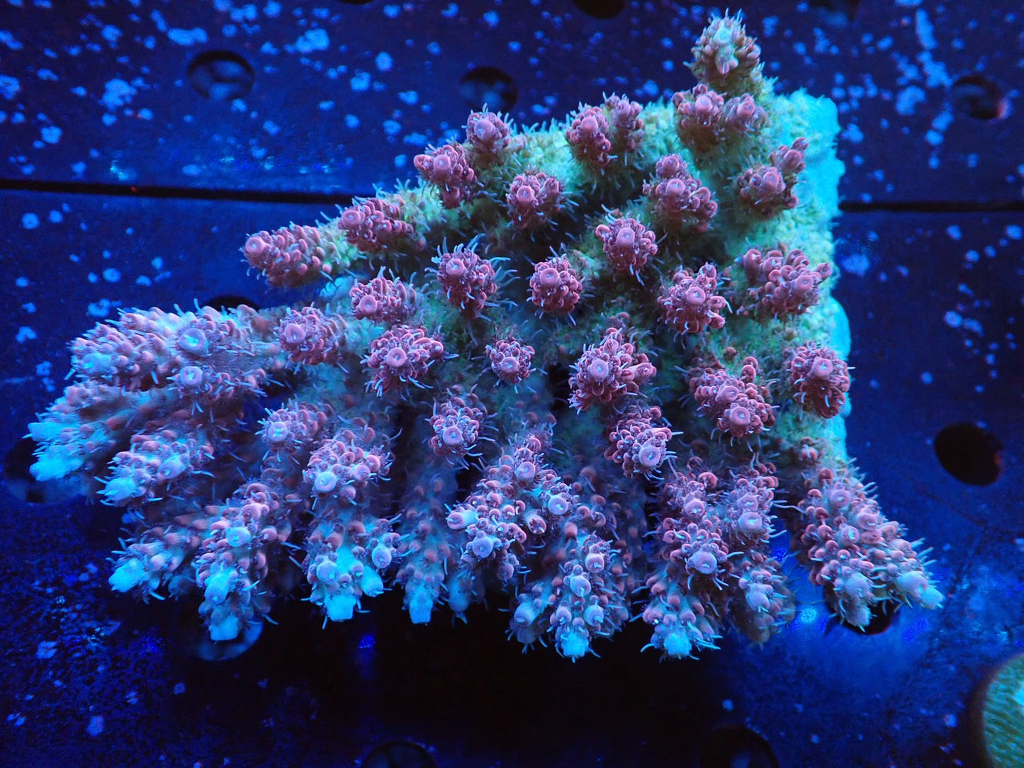 オーストラリア産ミドリイシワイルド01