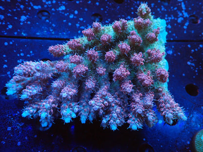 オーストラリア産ミドリイシワイルド01