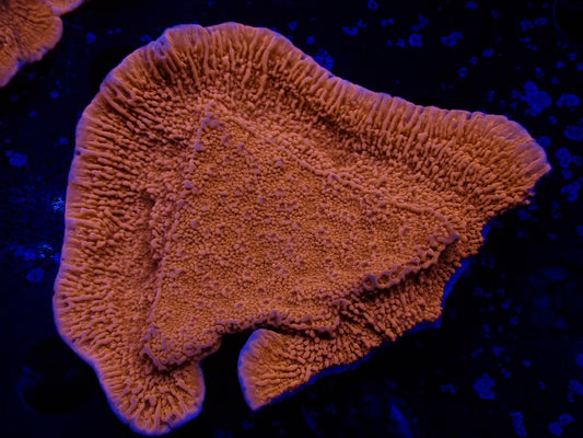 ウスコモンレッド