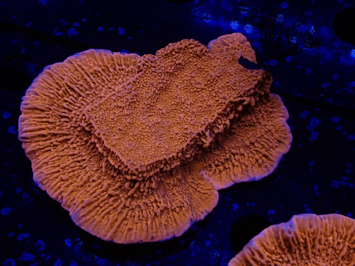 ウスコモンレッド