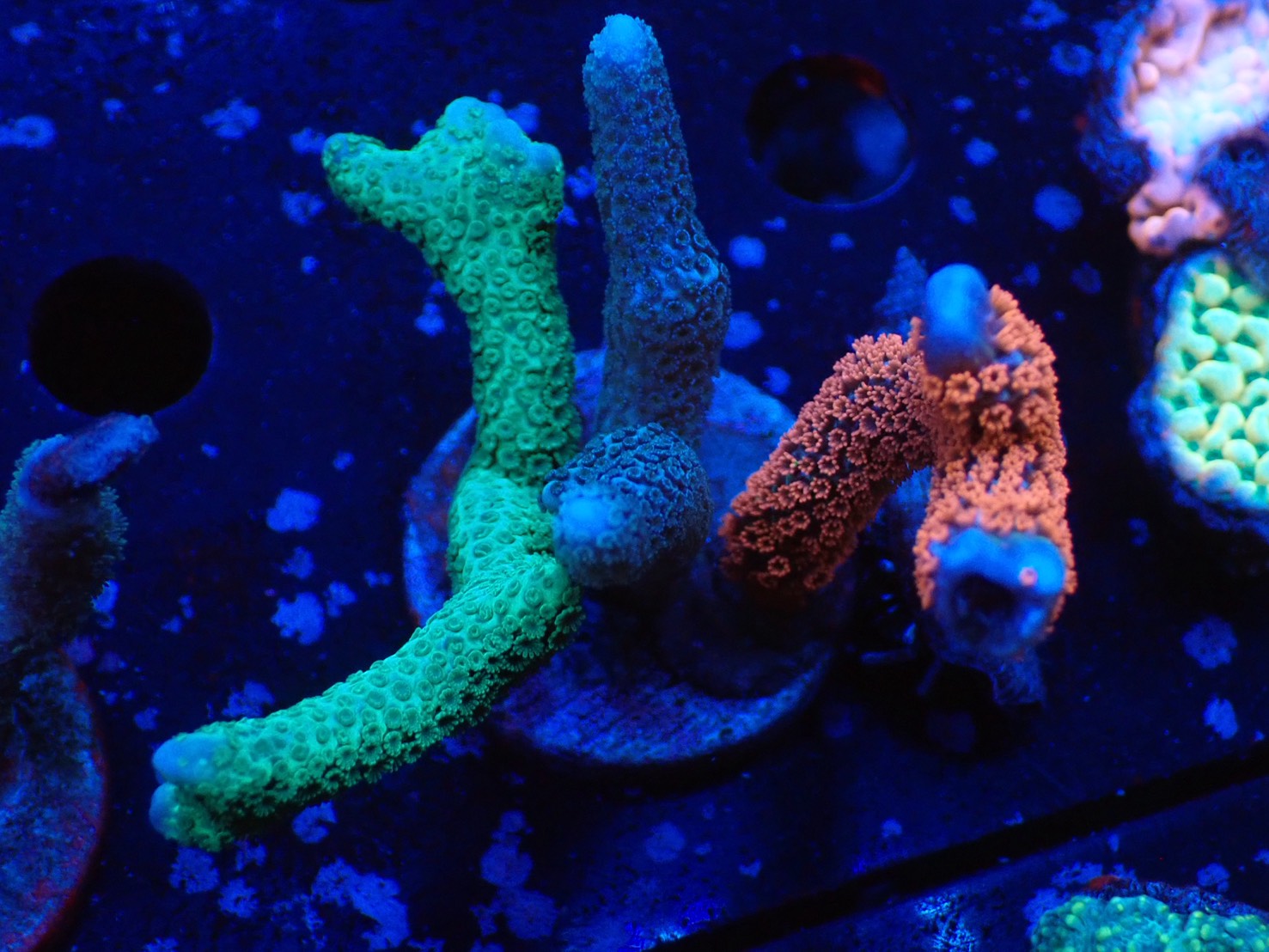 「SALE‼️」新入荷フィッシュボール(天然木ガラス水槽)2XL黒珊瑚 新入荷】フィッシュボール(天然木ガラス水槽)Mサイズ2個口 - メルカリ