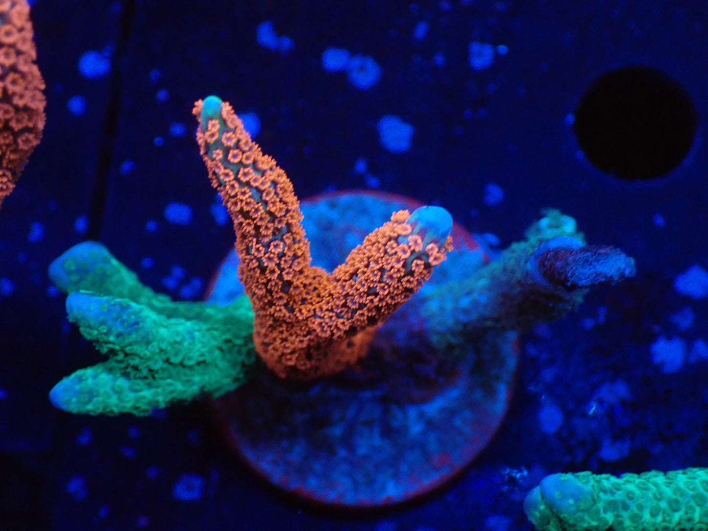 3色アソートエダコモン